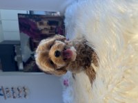 Maltipoo bebekler tüy dökmez