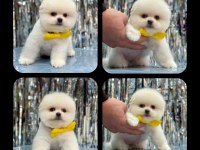 Orjinal ayı surat pomeranian boo