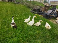 Pekin ördeği