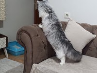 5 Aylık Maine Coon