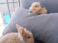 Yavru lop tavsanlar