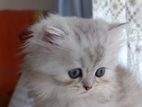 Dişi british longhair silver point yavru