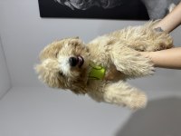 3.5 Aylık Maltipoo Harika Bir Dişi