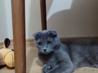 Scottish fold kedimizi sahiplendirme