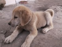Dişi yavru köpeğimiz