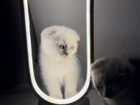 Sevimli scottish fold yavrulara yeni yuva arıyoruz