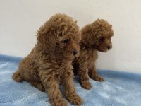 Saf ırk zarafeti poodle