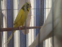 2 AYLIK YAVRULAR VE YENİ YEME DÜŞMÜŞ KUŞLAR