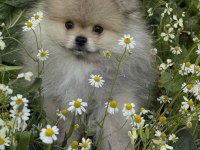 Pomeranian boo köpeğimiz