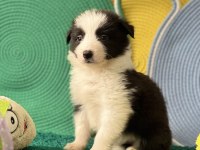 Zeka Küpü Border Collie Yavrular