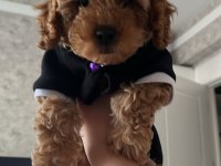 3 aylık eğitimleri tam toy poodle