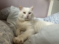 ANKARA KEDİSİ BULUT KALICI AİLESİNİ ARIYOR