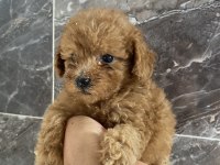 ORJİNAL TOY POODLE BEBEKLER