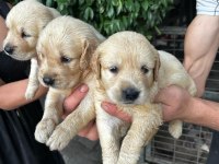 GOLDEN RETRİEVER YAVRULARI ÜCRETSİZ DEĞİLDİR