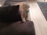 Scottish Fold yavru 3 aylık