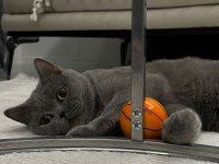Ücretsiz British Shorthair Dişi