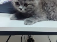 British shorthair yavru