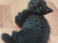 Çikolata En Çok Tercih Edilen Yavru Kediler