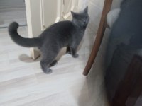 Saf ırk british shorthair 6 aylık