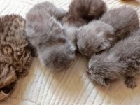 British shorthair minikler hazır
