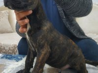 Dünya Şampiyonu Öz Torunları Cane Corso