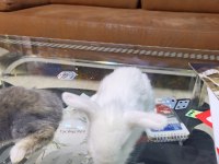 Cins bebek tavşanlar