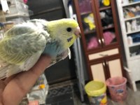 Mor Rainbow Muhabbet Kuşu Yavrular