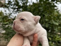 LİLAC TAN PLATİNUM ERKEK FRENCH BULLDOG