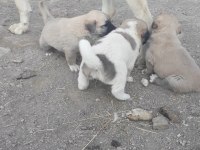 Safkan kangal köpeği 4 adet erkek