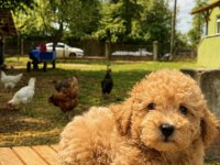Maltipoo Üst Düzey Erkek Yavrumuz