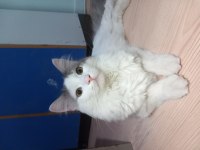 NORVEÇ ORMAN KEDİSİ BAL GÖZÜMÜZ YASTIK