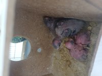 4 yavrulu muhabbet kuşu çifti