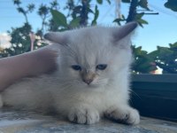 Kuru mama ve tuvalet eğitimli british shorthair