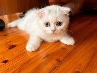 SCOTTİSH FOLD YAVRU KEDİLERİMİZ