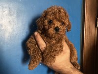 Poodle Yavru Erkek