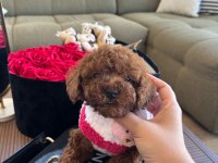 Minik poodle yavrum barbie
