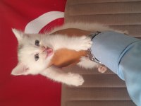 British shorthair yavruları beyaz