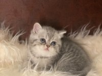 British tabby ayı surat british shorthair bebeklerim