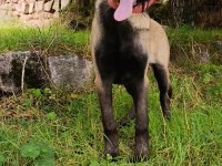 Ful Maske Güzellik Abidesi Safkan 4 Aylık Malinois Yavrum