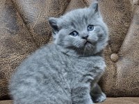 Güzeller güzeli british shorthair yavrularım