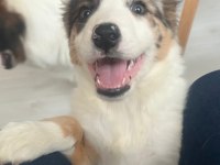 Sevimli border collie yavrular