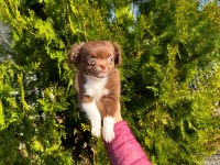 Şivava köpeklerimiz