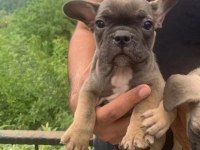 Mükemmel kalite yavrular french bulldog