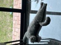 Scottish fold kedi sahiplendirme