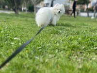 Yavrumuz eğitimlidir pomeranian boo