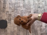 BÜYEMEYEN GERÇEK TOY POODLE KISA BURUNLU