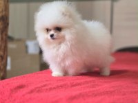 Show kalite sçr li pomeranian boo yavrularımız