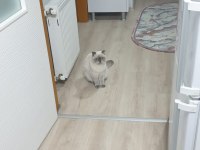 Scottish fold