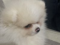 Pomeranian Bo Ayı Surat