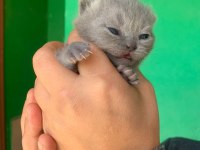 Scottish Fold Yavrularımız